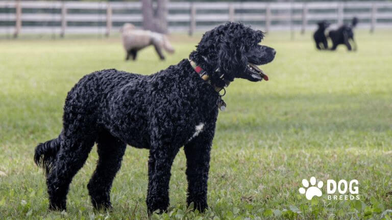 Portuguese Water Dog Breed