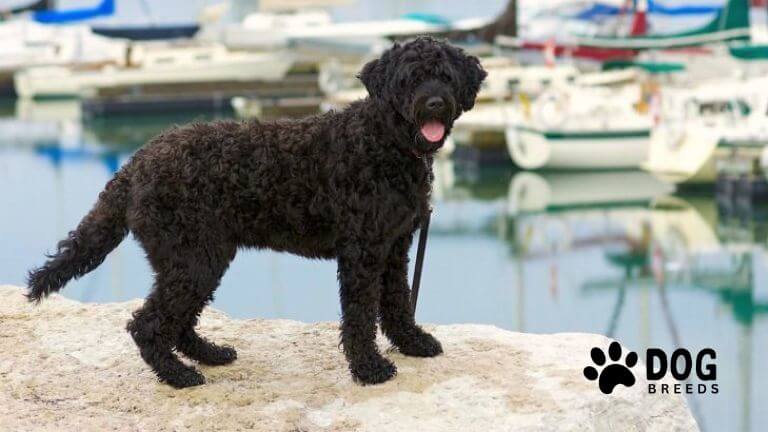 Portuguese Water Dog