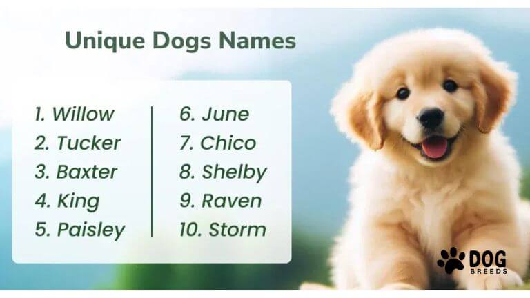 Most Popular Dog Names for 2025