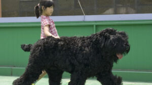 Russian Black Terrier Dog Breed