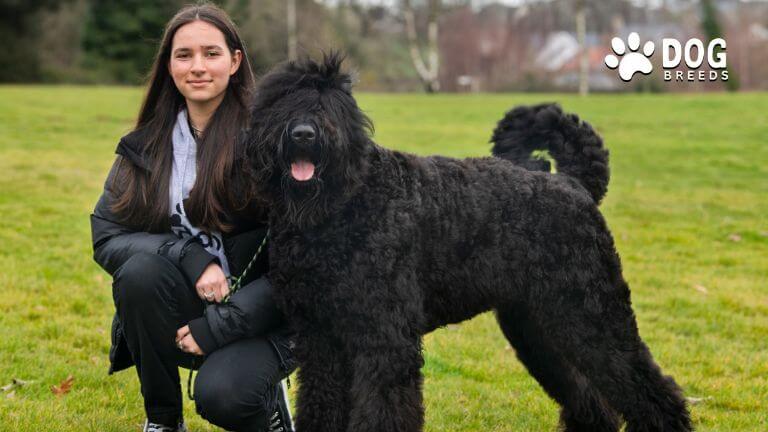 Russian Black Terrier Dog