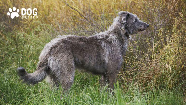 Scottish Deerhound Dog Breed