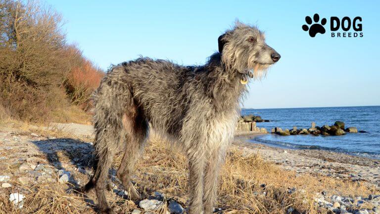 Scottish Deerhound Dog