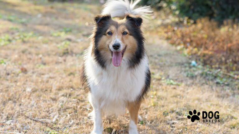 Shetland Sheepdog Breed