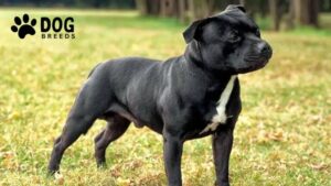 Staffordshire Bull Terrier Dog Breed