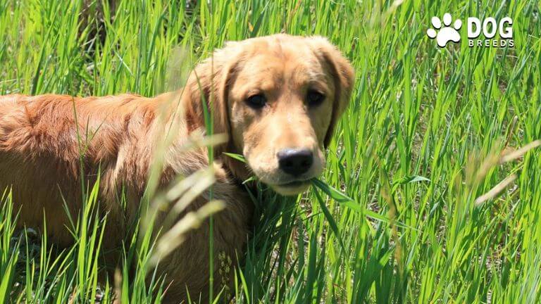 Why Do Dogs Eat Grass