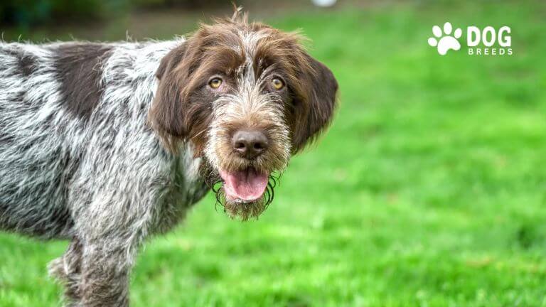 Wirehaired Pointing Griffon Dog Breed