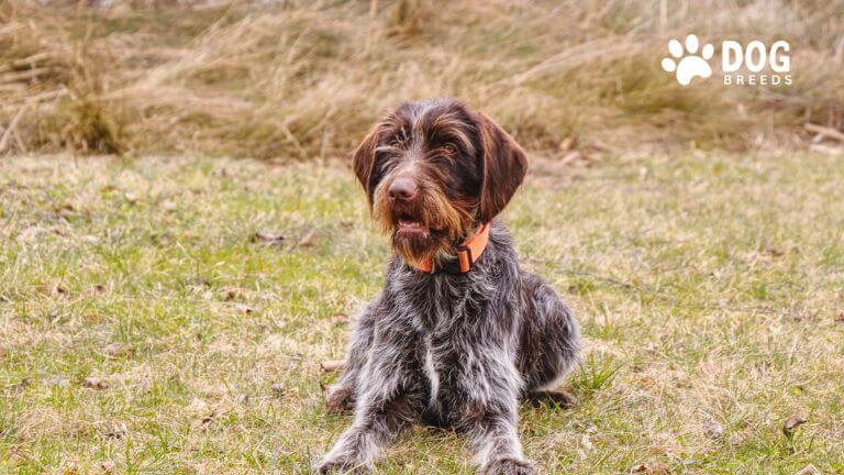 Wirehaired Pointing Griffon Dog