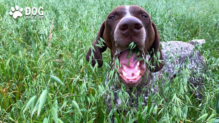 Why Do Dogs Eat Grass