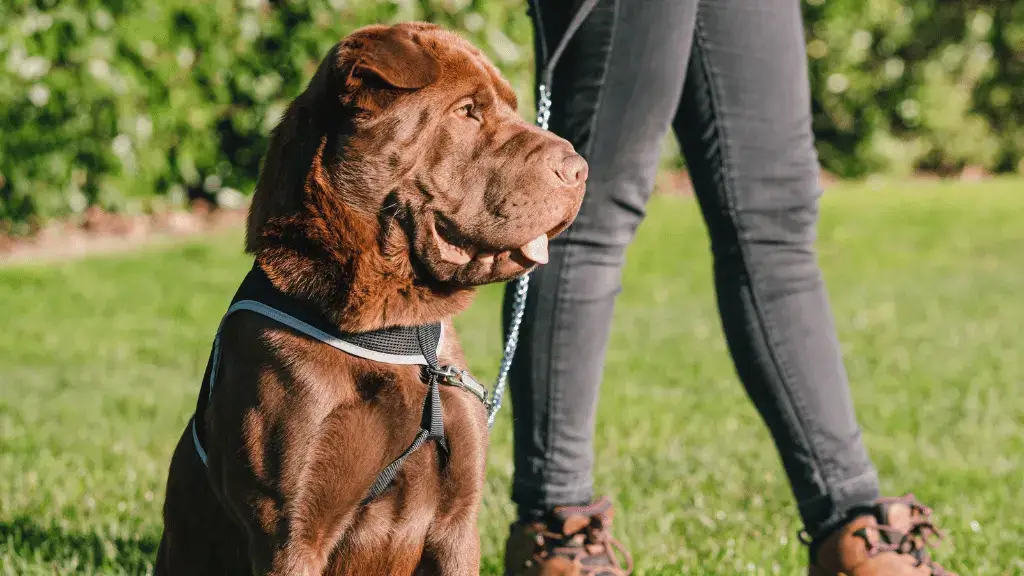 Lab Pei dog breed