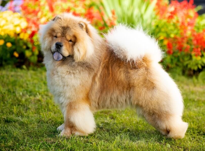 Chow Chow dog