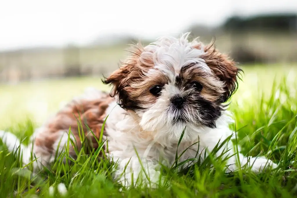 Shih Tzu Dog