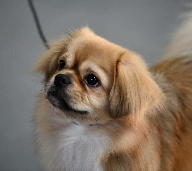 Tibetan Spaniel Dog