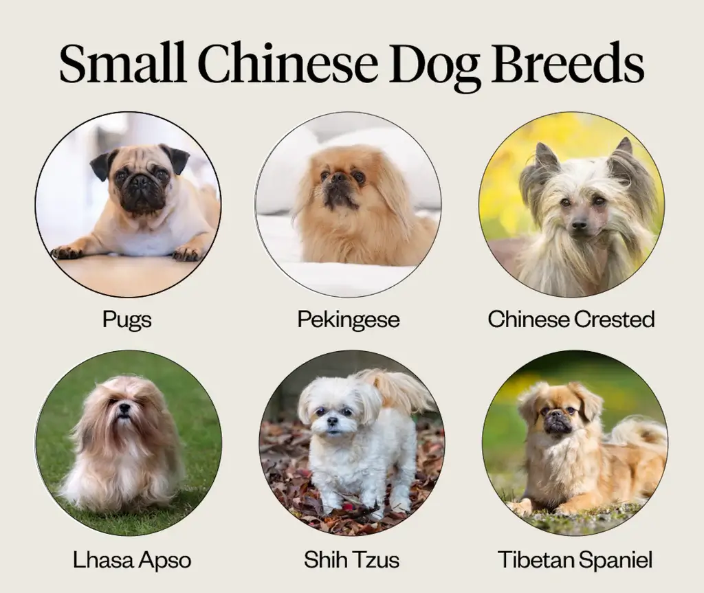 Chinese Dog Breeds