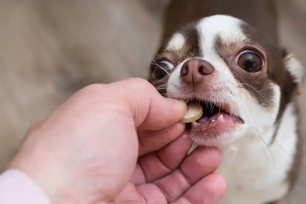 Benefits of Dog Multi Vitamins