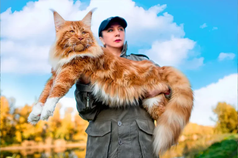 How Big Can Maine Coon Cats Get?