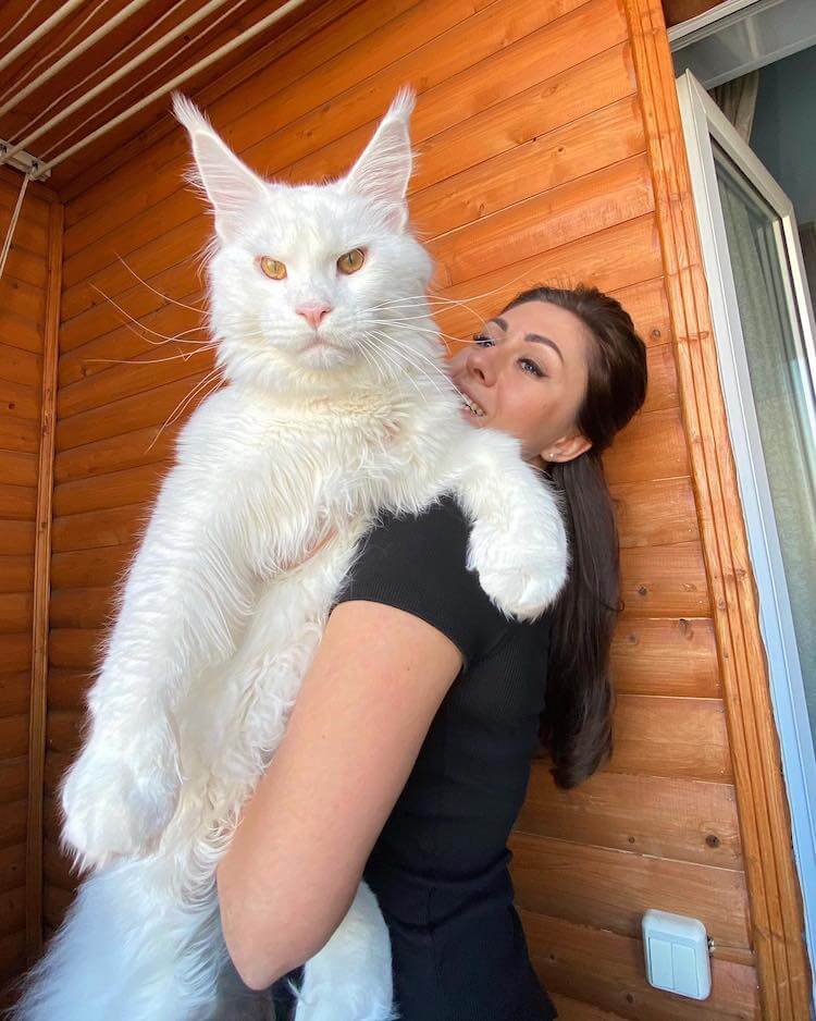 Average Size of a Full-Grown Maine Coon