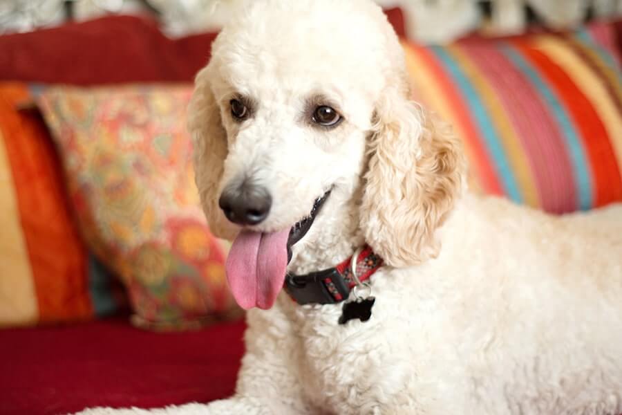 Standard Poodle Dog