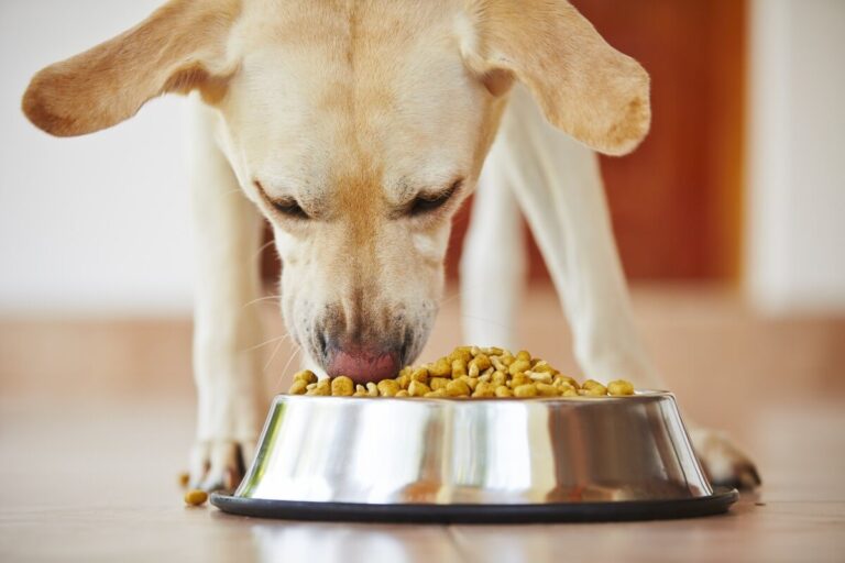 best grains for dogs