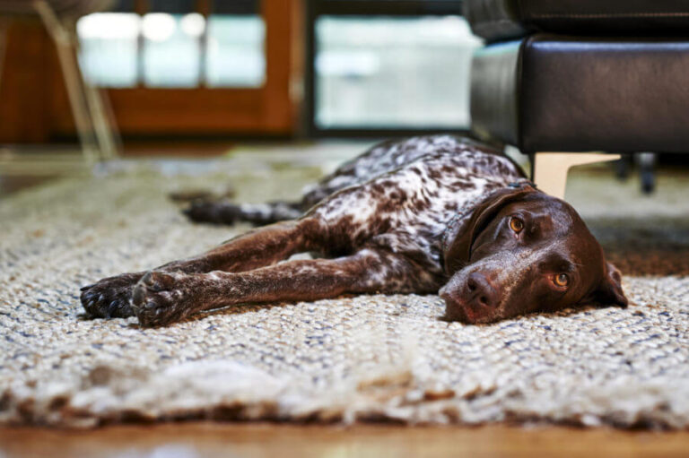 can you use monistat on dogs